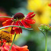 Flora Stephens Photo 8