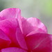 Roberta Pink Photo 1