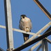 Edward Falcon Photo 12