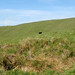 Glen Sims Photo 11
