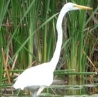 Dave Wallace Photo 1