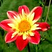 David Kummer Photo 31