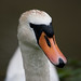 Nancy Swan Photo 23