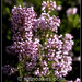Heather Oakes Photo 10