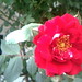 Rose Mcmahan Photo 11