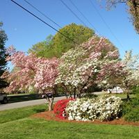 Cynthia Gough Photo 5