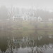 Louis Humphrey Photo 17