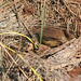 Melton Bush Photo 5
