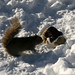 Raymond Snow Photo 26