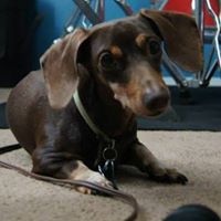 Brown Buster Photo 10