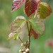 Ivy So Photo 18