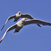 Bill Herring Photo 27