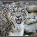 Daniel Leopard Photo 11
