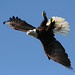 Chad Graham Photo 48