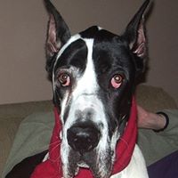 Renee Mcdevitt Photo 4