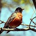 Robin Fix Photo 16