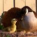 Nancy Devries Photo 22