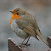 Robin Nesbitt Photo 32