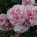 Judith Hurley Photo 27