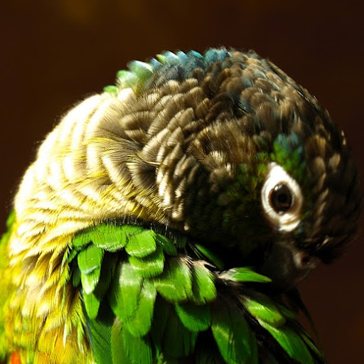 Ron Bird Photo 41