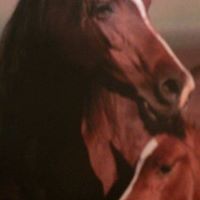 Susan Rawls Photo 5