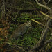 Forrest Kruger Photo 7