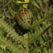 Fern Francis Photo 10