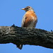 Robin Howell Photo 24