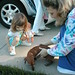 Stacey Thornton Photo 11