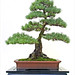 Michael Pines Photo 20