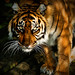 Sarah Tiger Photo 14