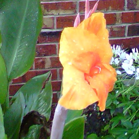 Donna Mercer Photo 12
