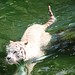 Tiger Swan Photo 13