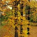 Jeannie Maple Photo 9