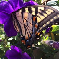 Deborah Schmitt Photo 15