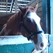 Julie Davie Photo 16
