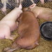 Mary Kettler Photo 14