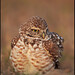 Paul Burrows Photo 37