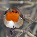 Robin Coates Photo 35