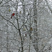 David Caudle Photo 38