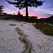 Jeffrey Root Photo 14