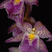 Patricia Mccully Photo 24