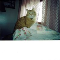 Joan Card Photo 8