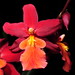 Edna Cross Photo 11