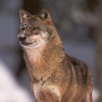 Walter Wolf Photo 47