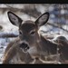 Les Reed Photo 29