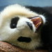 Mei Lan Photo 14