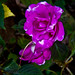 Jeffery Flowers Photo 10