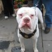 Billy Bailey Photo 20