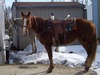 Kelly Gross Photo 18